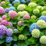 erfahren sie, wie ich im frühjahr einfache gartenarbeiten erledigte und meine hortensien jetzt jahrelang wunderschön blühen.