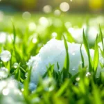 entdecken sie, warum das auftragen von spülmittel im frühjahr auf den rasen wahre wunder bewirken kann und wie es das wachstum und die gesundheit ihres grüns fördert.